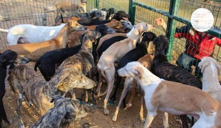 Sauvons les galgos et podencos !!! L.V.L.