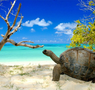 EXPEDITION TORTUE GEANTE DES SEYCHELLES