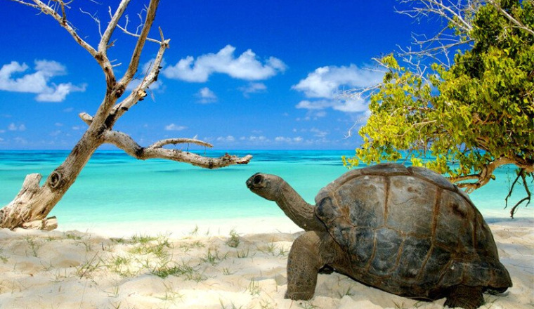 EXPEDITION TORTUE GEANTE DES SEYCHELLES