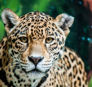 EXPEDITION JAGUAR