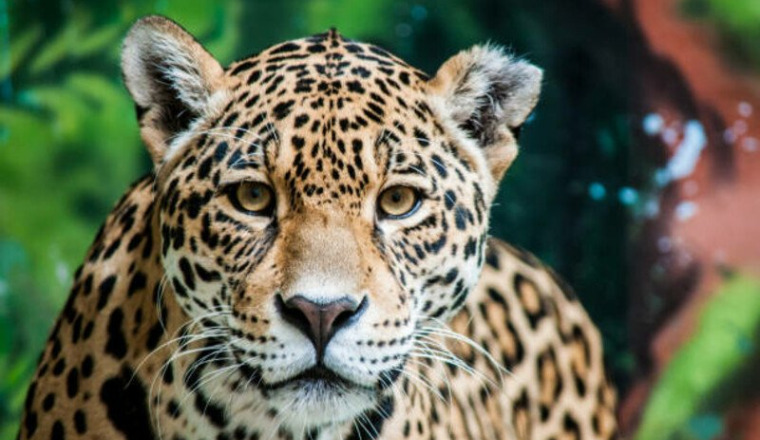 EXPEDITION JAGUAR