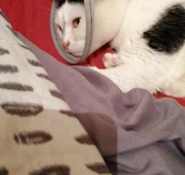 Pour sauvé ma fifille chipie contre la PIF!!!