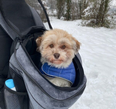Sauver Poppy bichon havanais