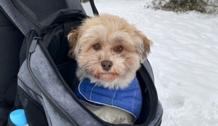 Sauver Poppy bichon havanais