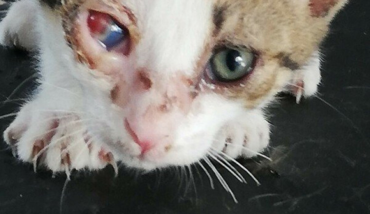 LA VIE DES CHATS COMPTE : AIDONS A LES SAUVER