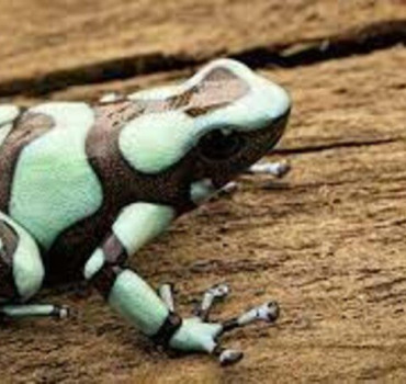 EXPEDITION DENDROBATES AURATUS