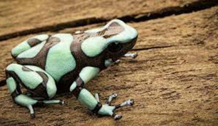 EXPEDITION DENDROBATES AURATUS
