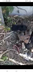 Image justificative de la cagnotte