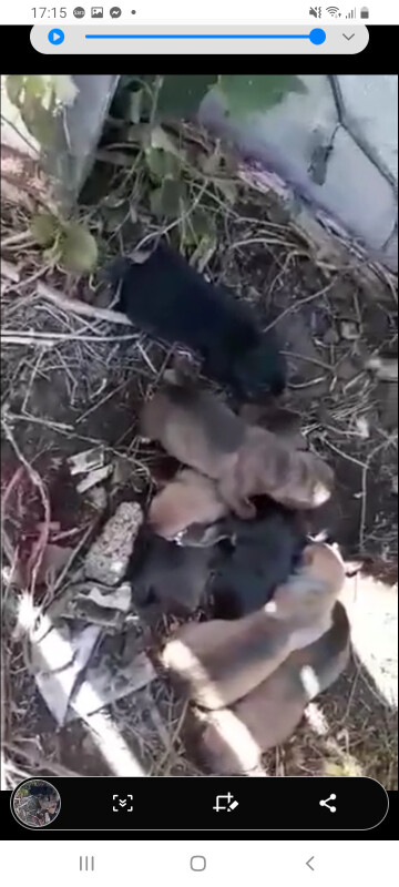 Image justificative de la cagnotte