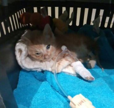 Papillon💔,Bobo💔 et leurs 10 frères et soeurs