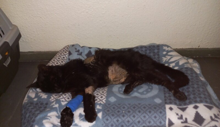 Notre chat noir adopté de la cité Allende