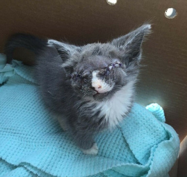 Sauver sa vie ce petit chat mignon