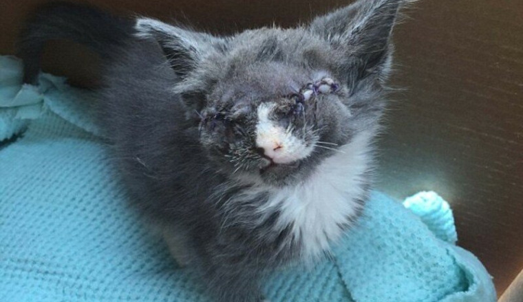 Sauver sa vie ce petit chat mignon