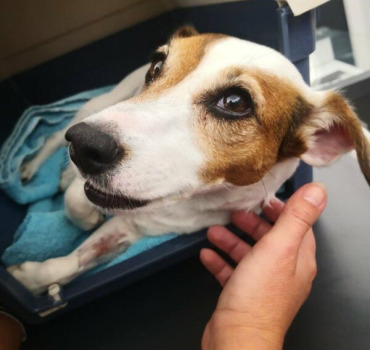Frais veterinaire Arwen