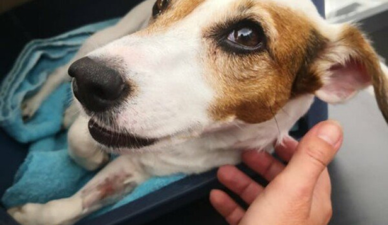Frais veterinaire Arwen