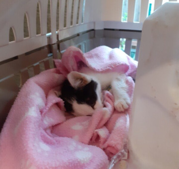 Participation aux soins vétérinaires chatons