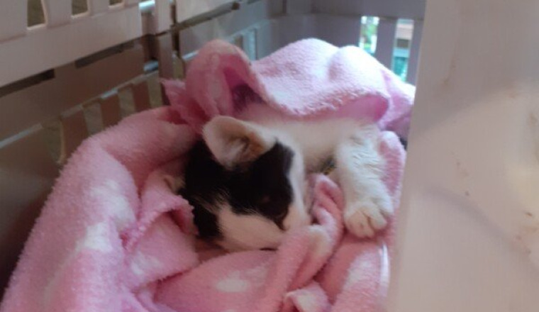 Participation aux soins vétérinaires chatons