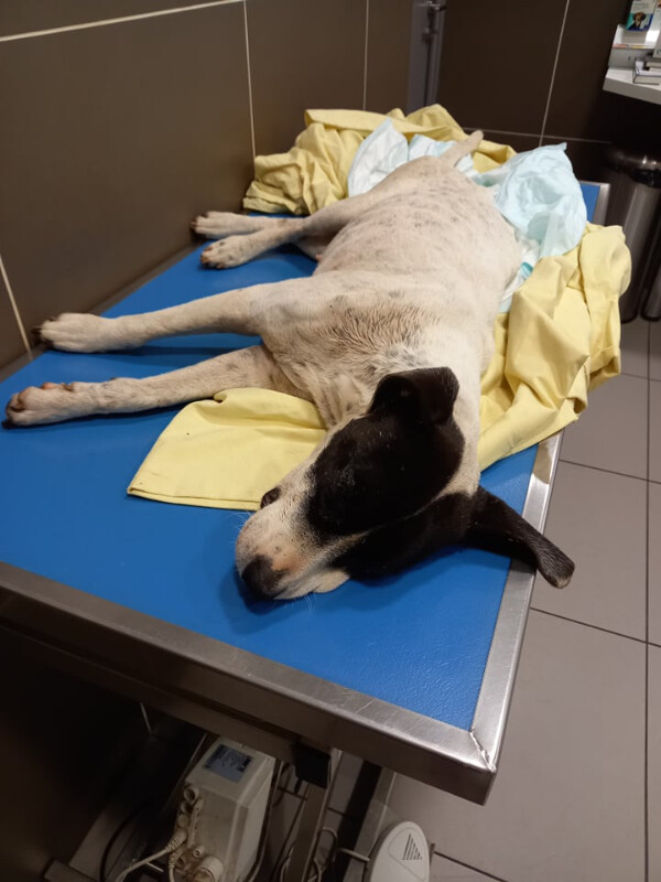 Image justificative de la cagnotte