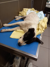 Image justificative de la cagnotte