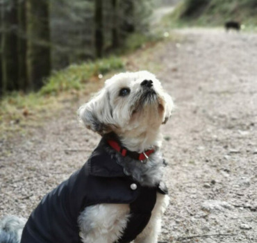 Aidez Princesse à retrouver la vue