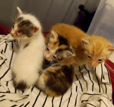 Chatons