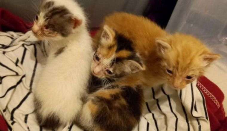 Chatons