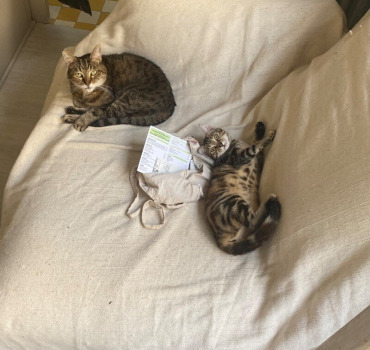Aidez 2 étudiants et 2 chats