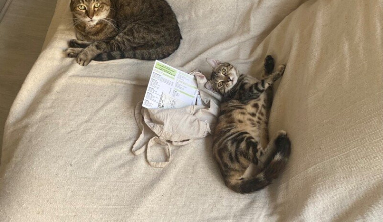 Aidez 2 étudiants et 2 chats