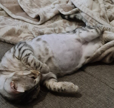 HELP  AIDEZ MOI À SAUVER MON PETIT  SILVER
