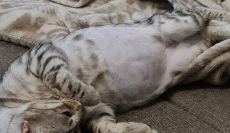 HELP  AIDEZ MOI À SAUVER MON PETIT  SILVER