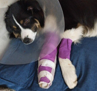 OPERATION DU CHIEN DE CYRIL LE MEILLEUR PATISSIER