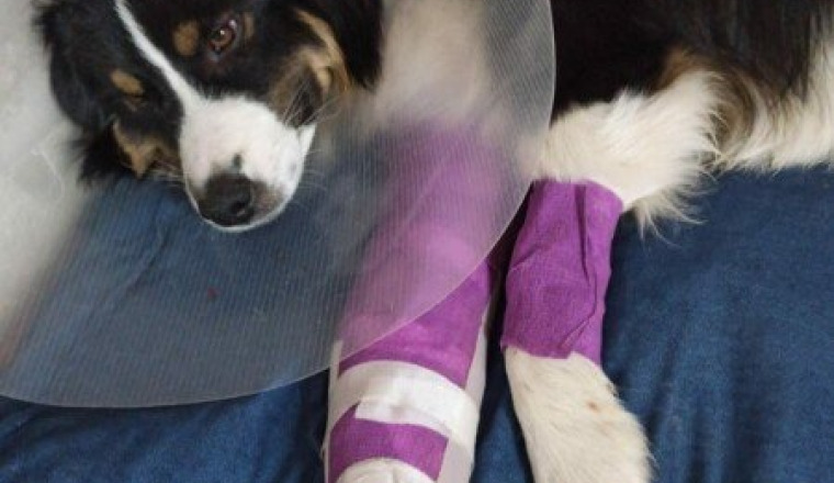 OPERATION DU CHIEN DE CYRIL LE MEILLEUR PATISSIER