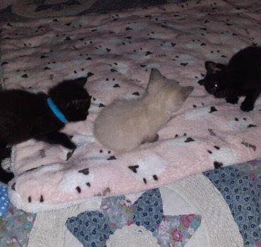 Sos pour sauver la vie des chatons