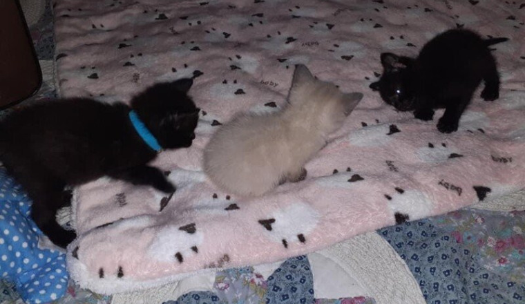 Sos pour sauver la vie des chatons