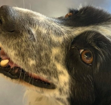 SOINS POUR HONEY, LA CHIENNE DU VILLAGE