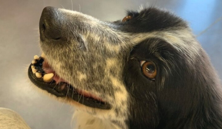 SOINS POUR HONEY, LA CHIENNE DU VILLAGE