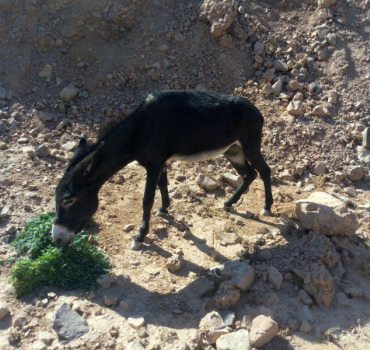 Pour cet âne abandonné dans le Djebel marocain