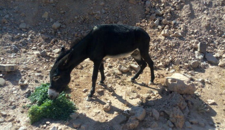 Pour cet âne abandonné dans le Djebel marocain