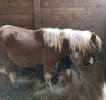 Les ecuries aux fay, pour les chevaux, poneys.