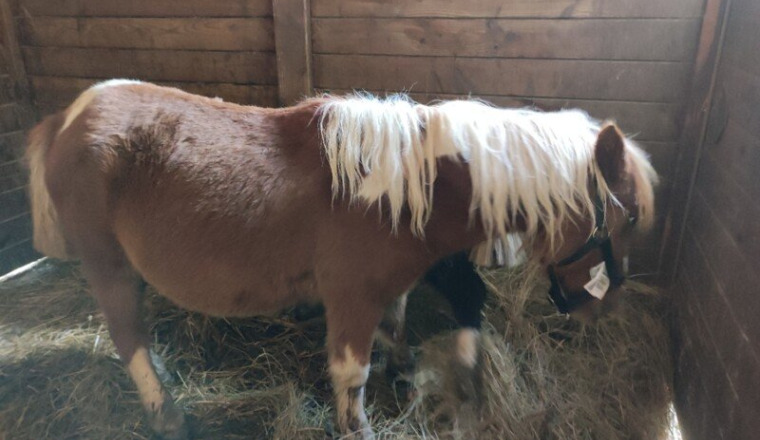 Les ecuries aux fay, pour les chevaux, poneys.