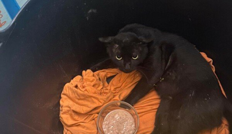 Chat tabassé par 2 jeunes