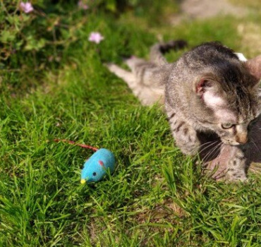Pixel : petite chatte handicapée