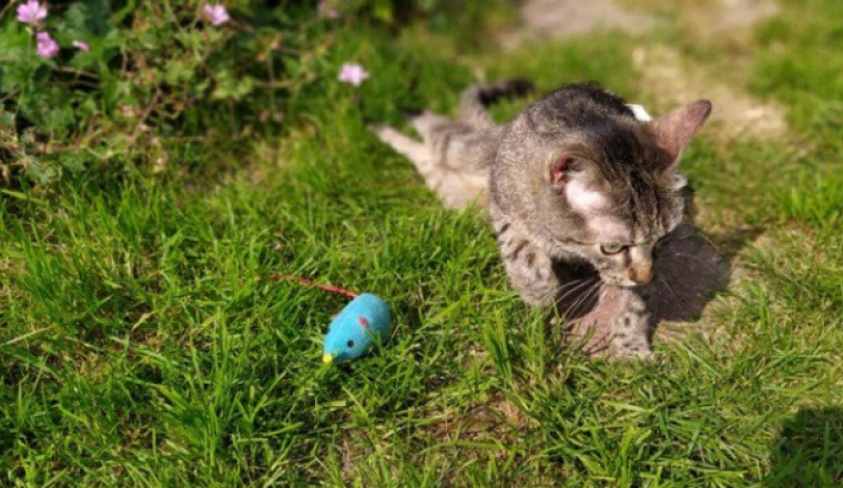 Pixel : petite chatte handicapée