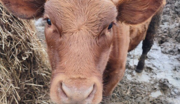 COLLECTE POUR ANIMAUX DANS LE BESOIN