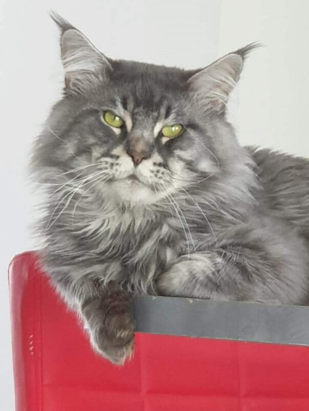 Image justificative de la cagnotte