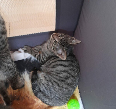 Sauvez les chatons du typhus
