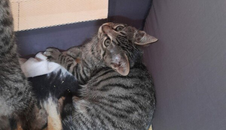 Sauvez les chatons du typhus