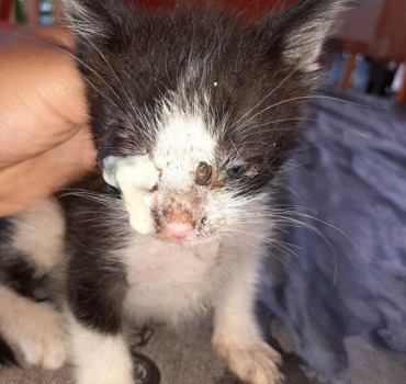 Soins et nourriture 2 familles chats et chatons