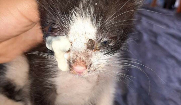 Soins et nourriture 2 familles chats et chatons