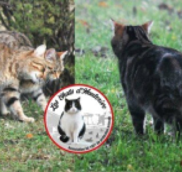 AIDONS LES CHATS D'HAUTERIVE